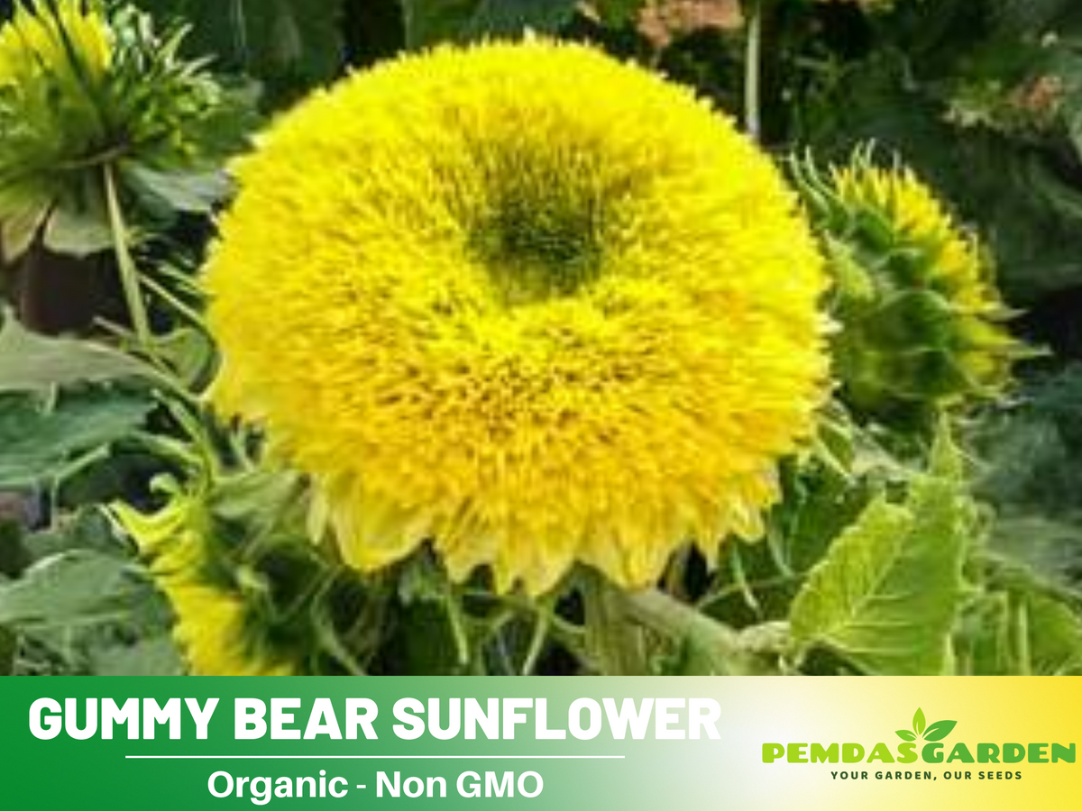 25+ Seeds-Gummy Bear Sunflower Seed #E010