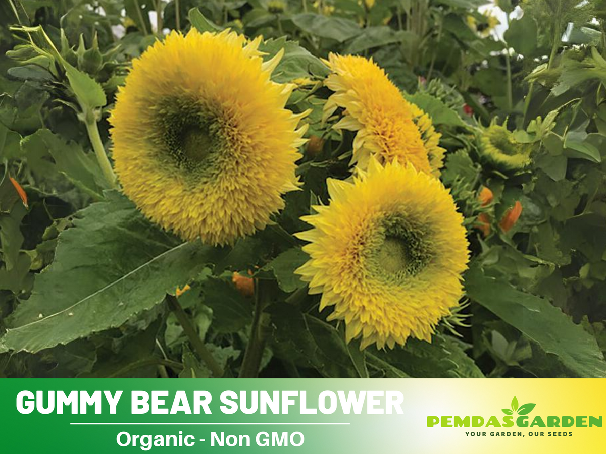 25+ Seeds-Gummy Bear Sunflower Seed #E010