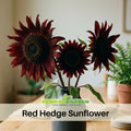 25+ Seeds-Red Hedge Sunflower Seeds - Helianthus Tall Giant and Dwarf Varieties for Garden Pollinator Friendly Easy to Grow, Fast growing, Attracts bees & butterflies #E011