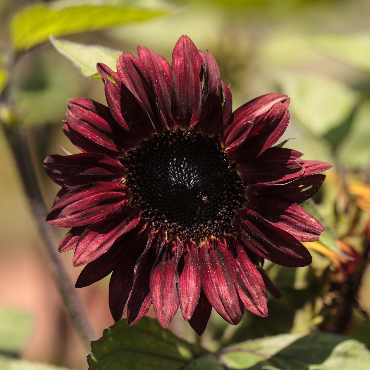 Red Hedge Sunflower Seeds - Attracts Bees & Butterflies, 25+ seeds