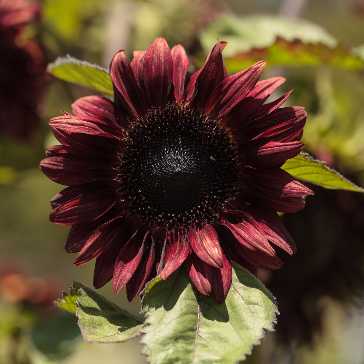 Red Hedge Sunflower Seeds - Attracts Bees & Butterflies, 25+ seeds