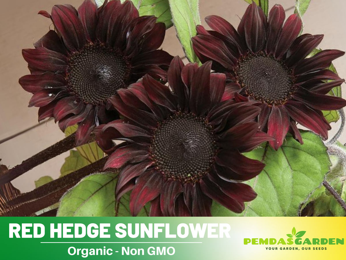 25+ Seeds-Red Hedge Sunflower Seed #E011