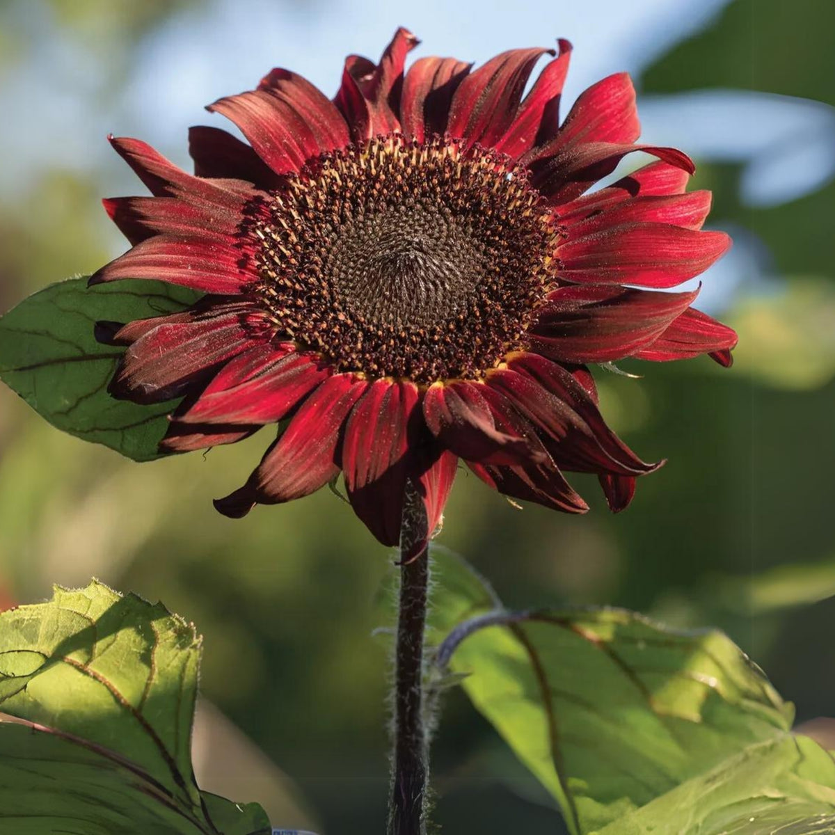 Red Hedge Sunflower Seeds - Attracts Bees & Butterflies, 25+ seeds
