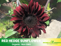 25+ Seeds-Red Hedge Sunflower Seeds - Helianthus Tall Giant and Dwarf Varieties for Garden Pollinator Friendly Easy to Grow, Fast growing, Attracts bees & butterflies #E011