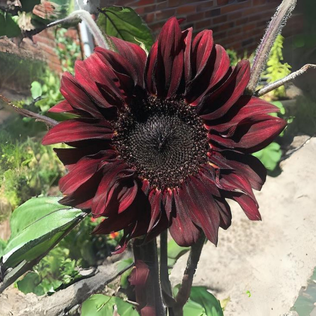 Red Hedge Sunflower Seeds - Attracts Bees & Butterflies, 25+ seeds