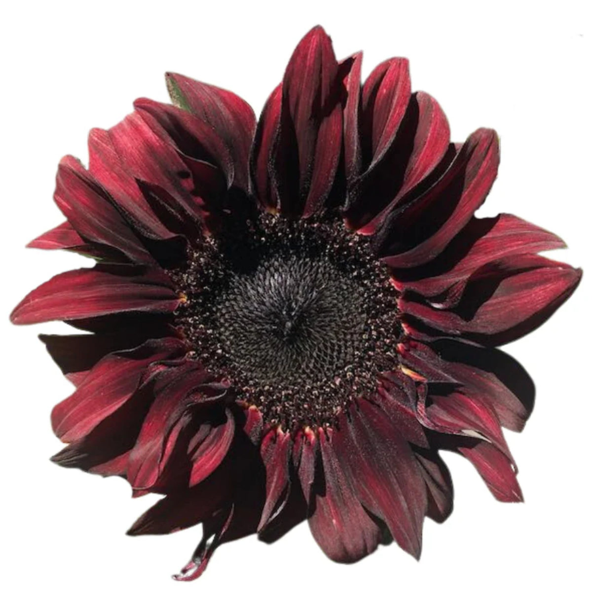Red Hedge Sunflower Seeds - Attracts Bees & Butterflies, 25+ seeds