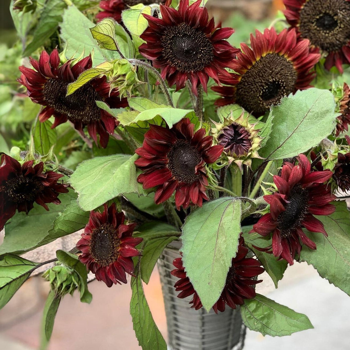 Red Hedge Sunflower Seeds - Attracts Bees & Butterflies, 25+ seeds
