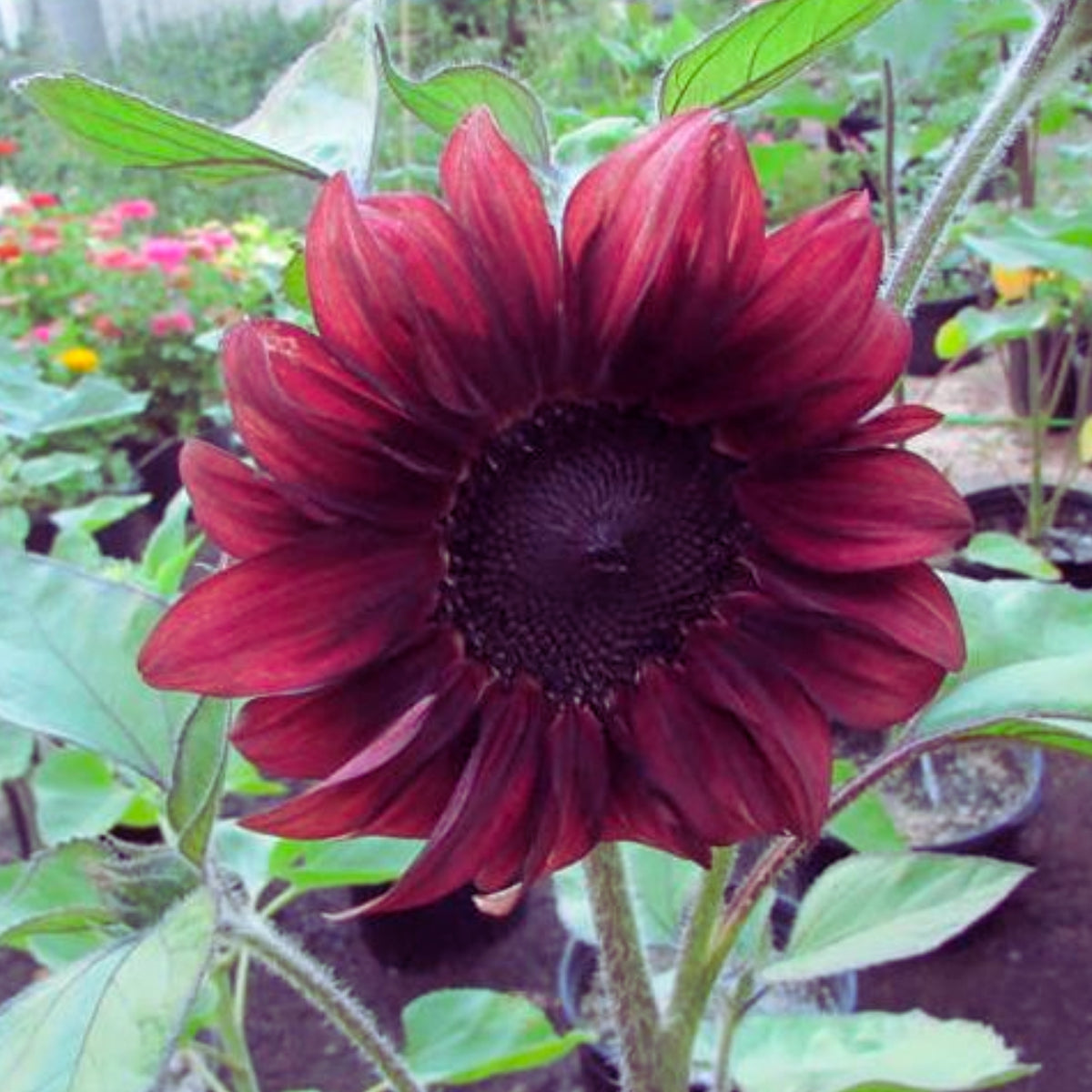 Red Hedge Sunflower Seeds - Attracts Bees & Butterflies, 25+ seeds