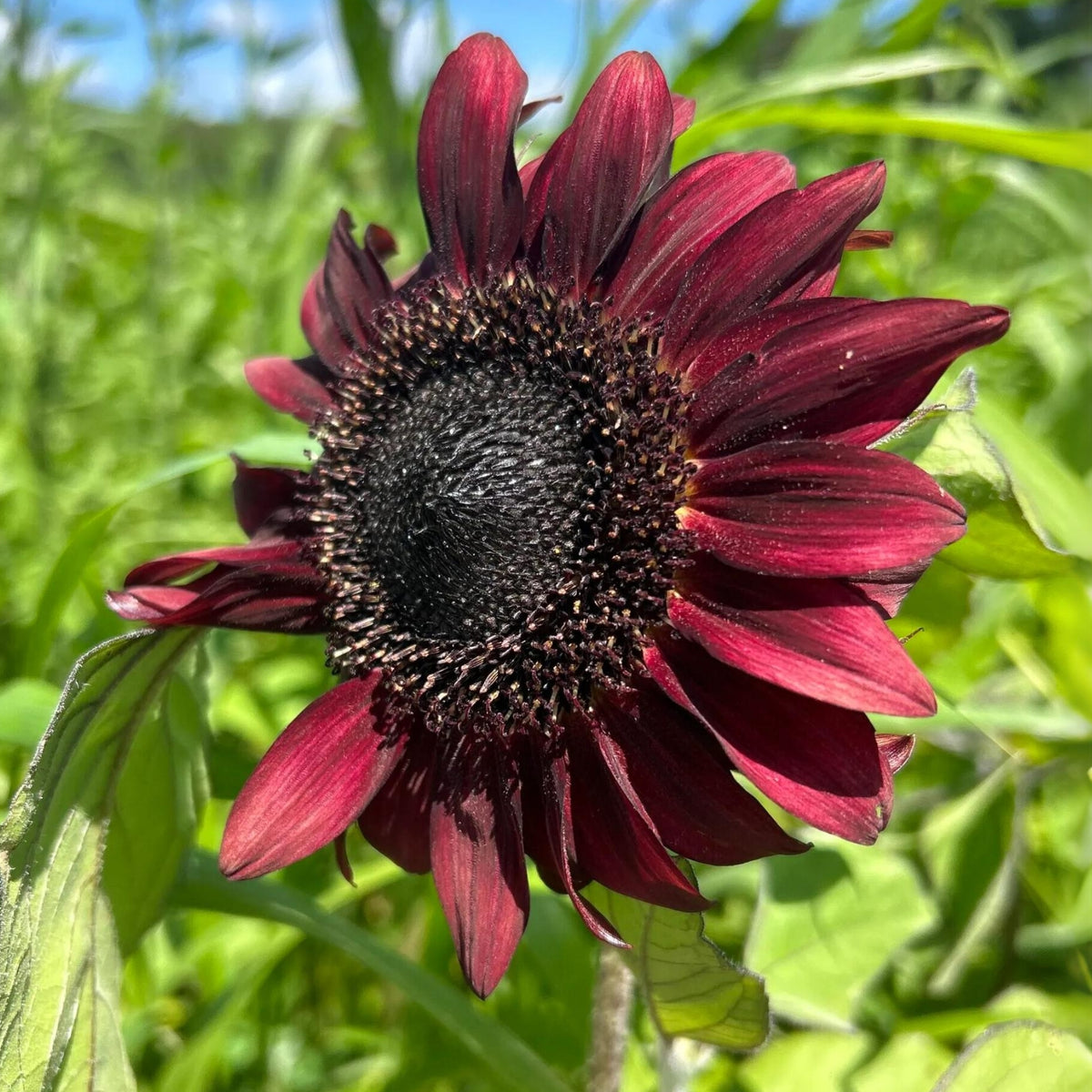 Red Hedge Sunflower Seeds - Attracts Bees & Butterflies, 25+ seeds
