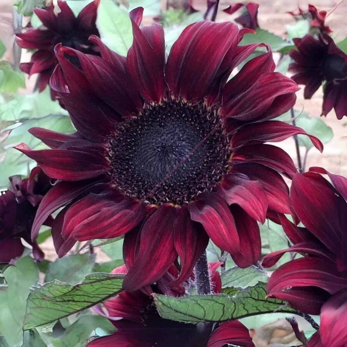 Red Hedge Sunflower Seeds - Attracts Bees & Butterflies, 25+ seeds