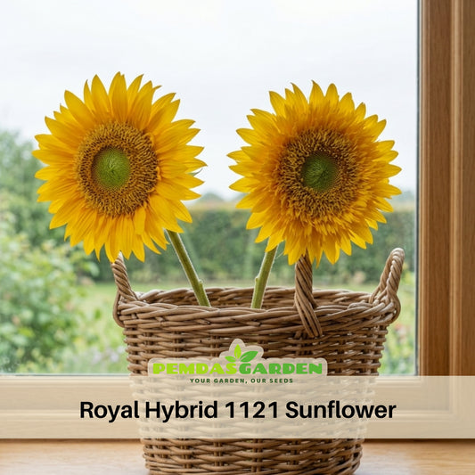 Royal Hybrid 1121 Sunflower Seeds, 25+ seeds