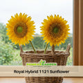 25+ Seeds| Royal Hybrid 1121  Sunflower Seeds - Helianthus Tall Giant and Dwarf Varieties for Garden Pollinator Friendly Easy to Grow, Fast growing, Attracts bees & butterflies #E012
