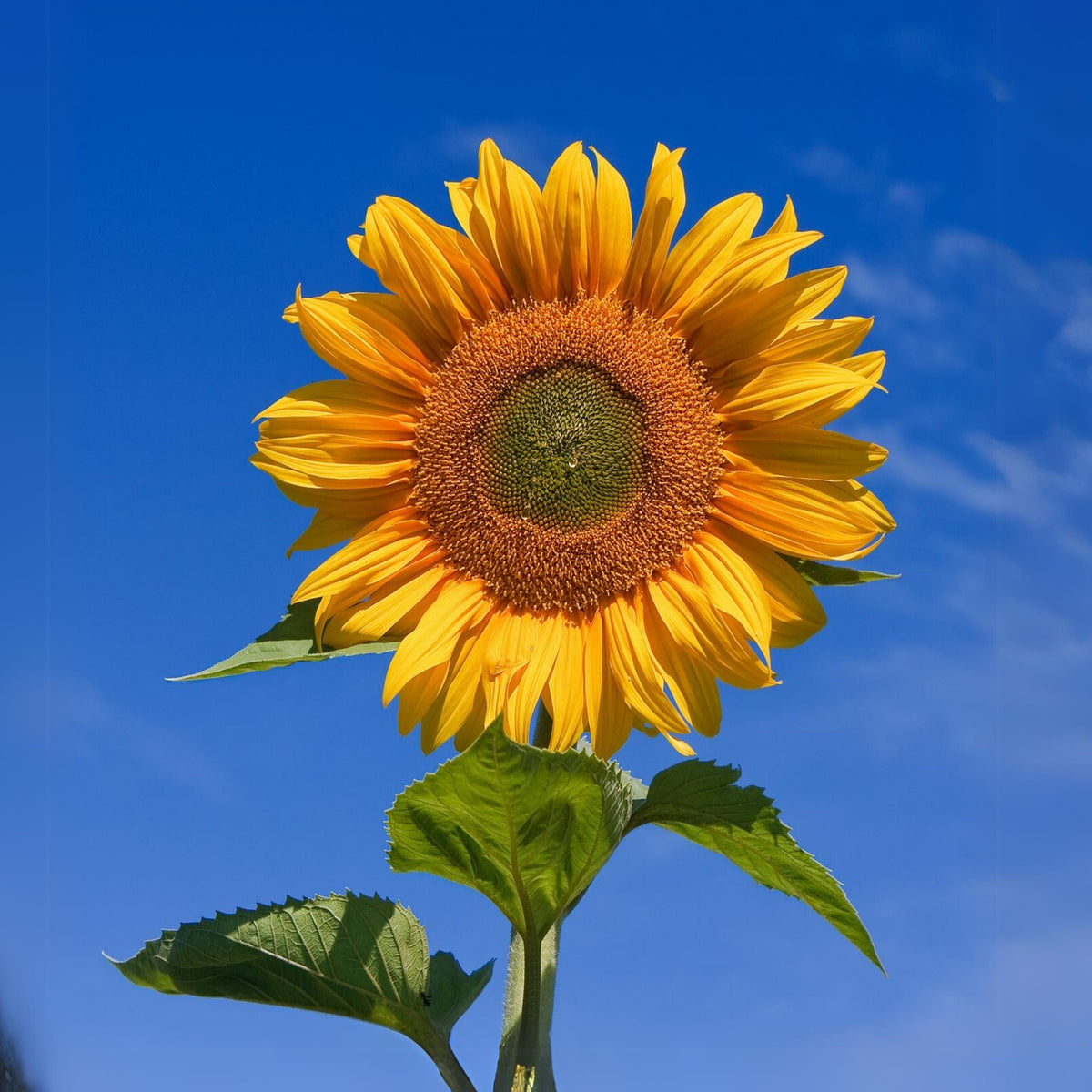 Royal Hybrid 1121 Sunflower Seeds, 25+ seeds