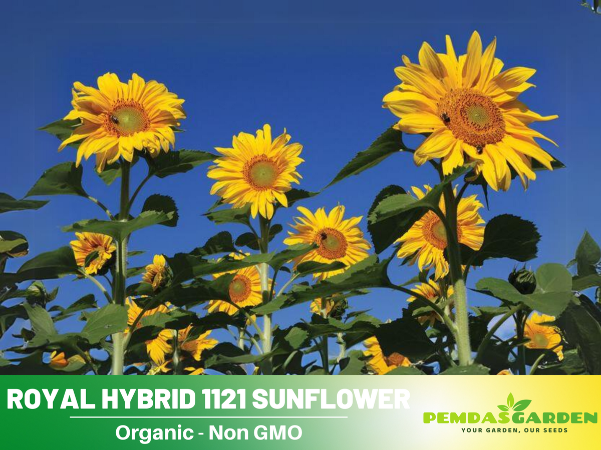 25+ Seeds| Royal Hybrid 1121  Sunflower Seed #E012