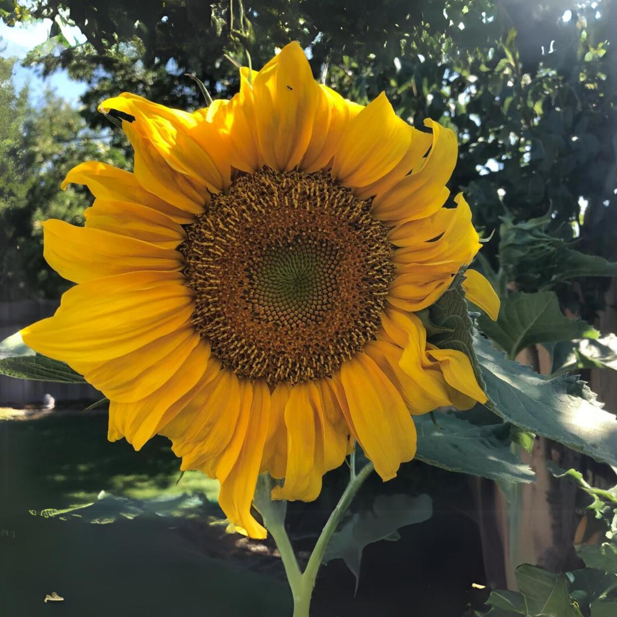 Royal Hybrid 1121 Sunflower Seeds, 25+ seeds