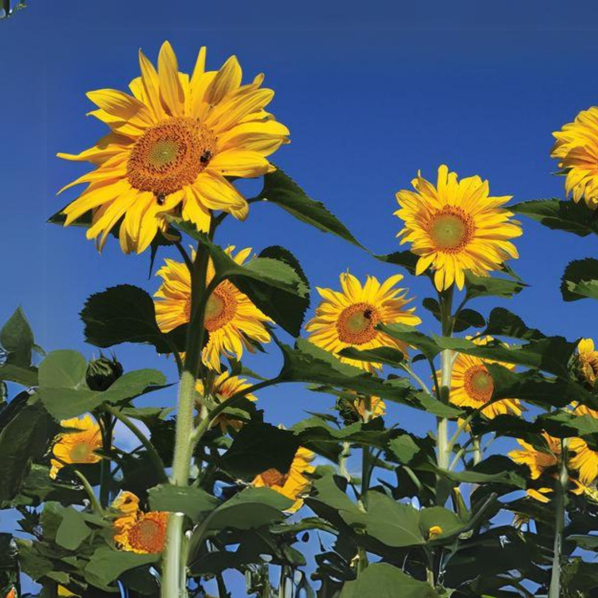 Royal Hybrid 1121 Sunflower Seeds, 25+ seeds
