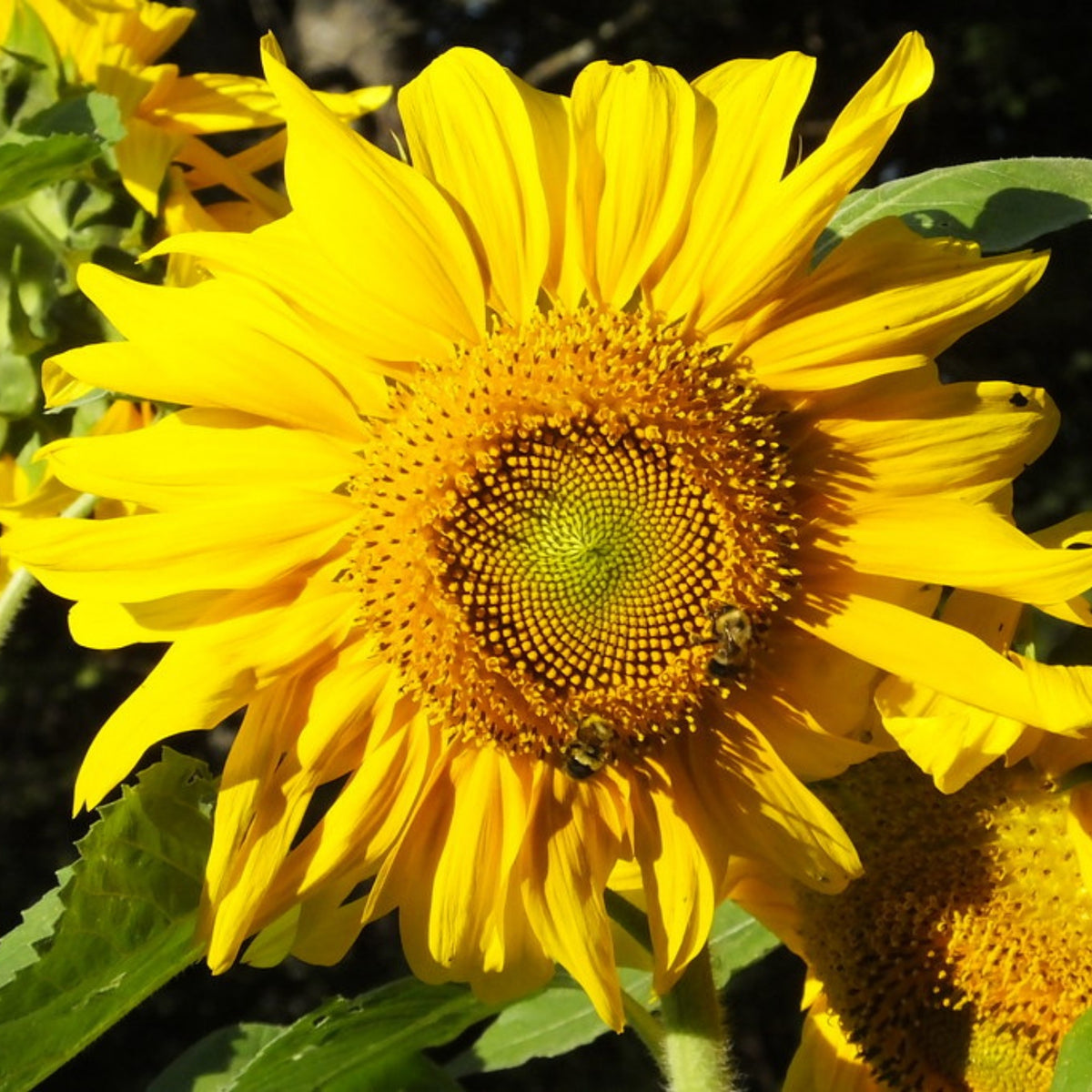 Royal Hybrid 1121 Sunflower Seeds, 25+ seeds