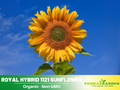 25+ Seeds| Royal Hybrid 1121  Sunflower Seeds - Helianthus Tall Giant and Dwarf Varieties for Garden Pollinator Friendly Easy to Grow, Fast growing, Attracts bees & butterflies #E012