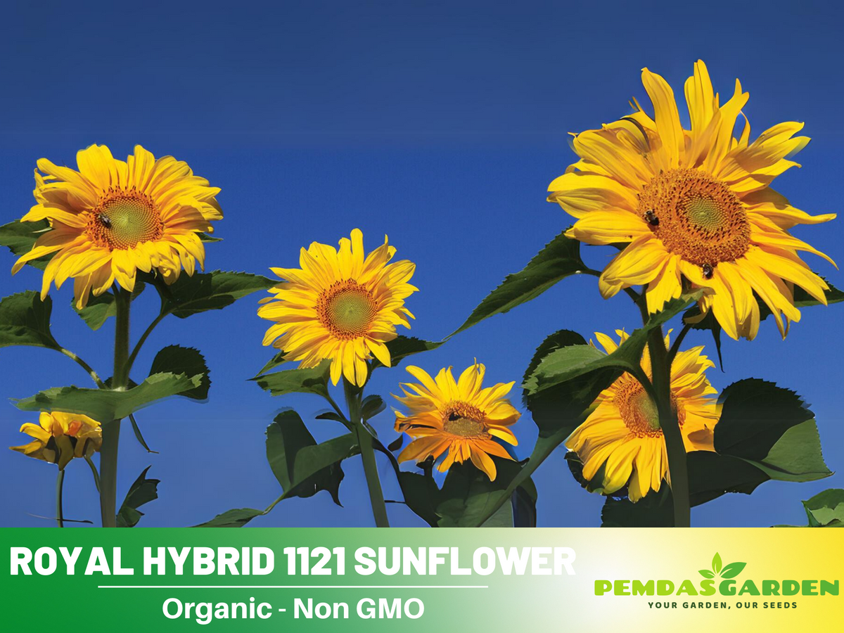 25+ Seeds| Royal Hybrid 1121  Sunflower Seed #E012