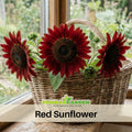 25+ Seeds| ProCut Red Sunflower Seeds - Helianthus Tall Giant and Dwarf Varieties for Garden Pollinator Friendly Easy to Grow, Fast growing, Attracts bees & butterflies #E013
