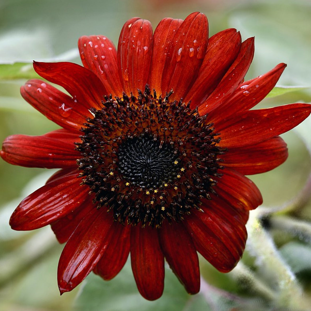 Procut Red Sunflower Seeds - Attracts Bees & Butterflies, 25+ seeds