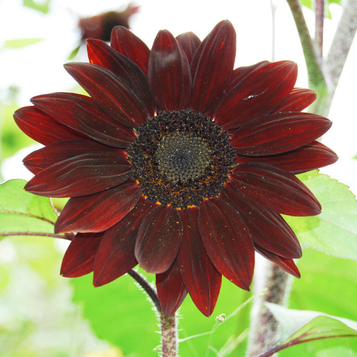 Procut Red Sunflower Seeds - Attracts Bees & Butterflies, 25+ seeds