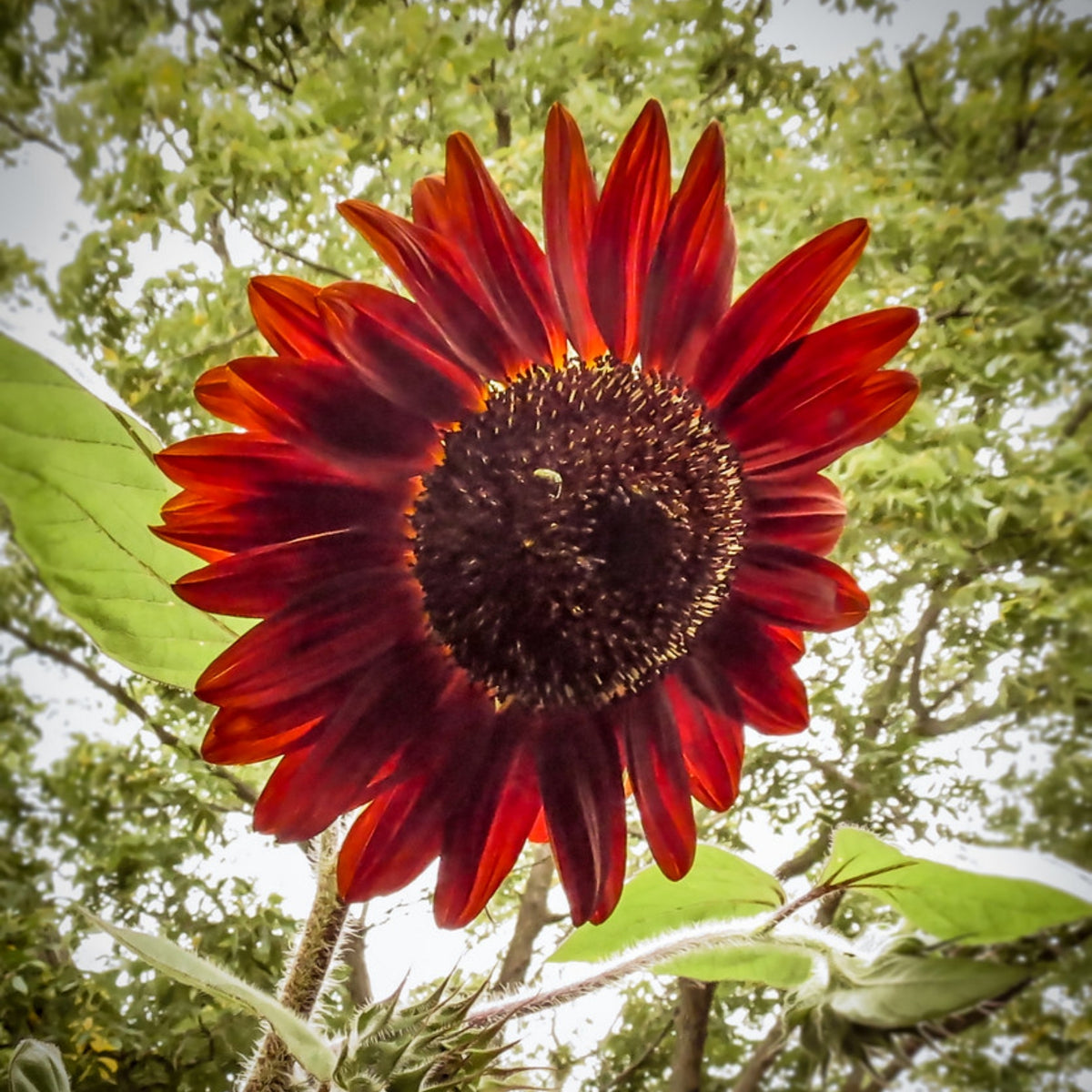 Procut Red Sunflower Seeds - Attracts Bees & Butterflies, 25+ seeds