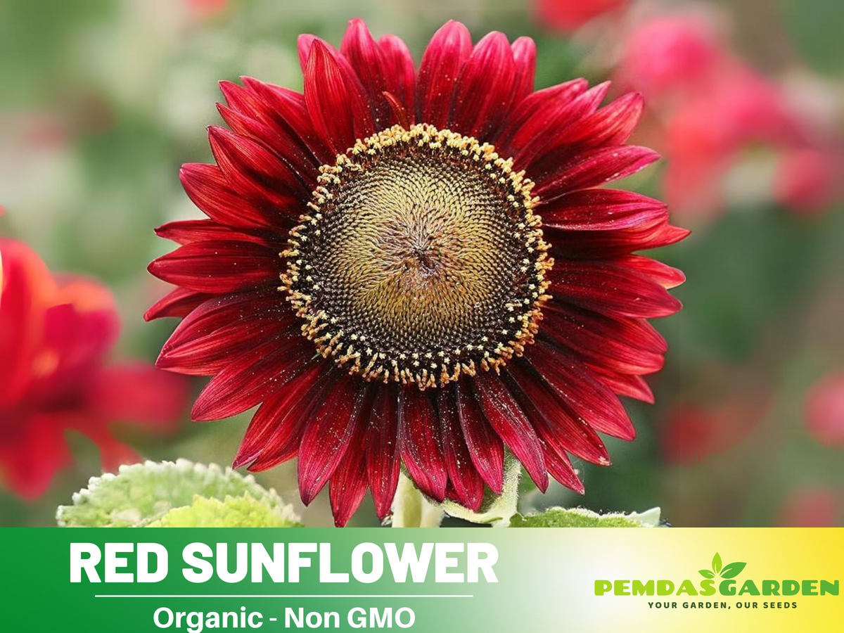 25+ Seeds| ProCut Red Sunflower Seed #E013
