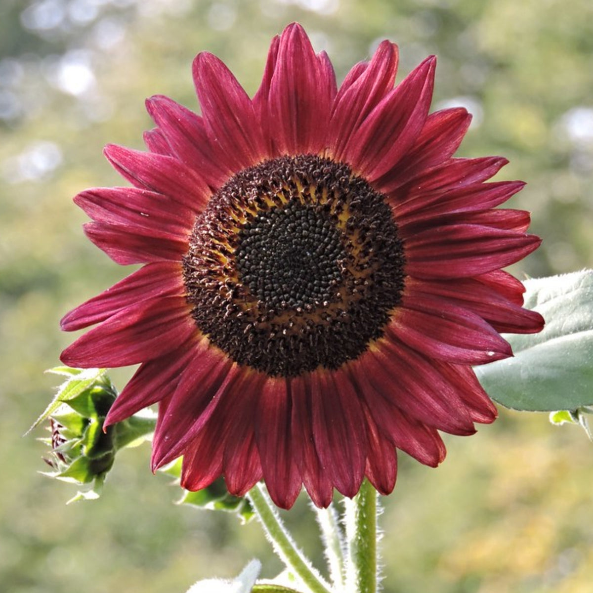 Procut Red Sunflower Seeds - Attracts Bees & Butterflies, 25+ seeds