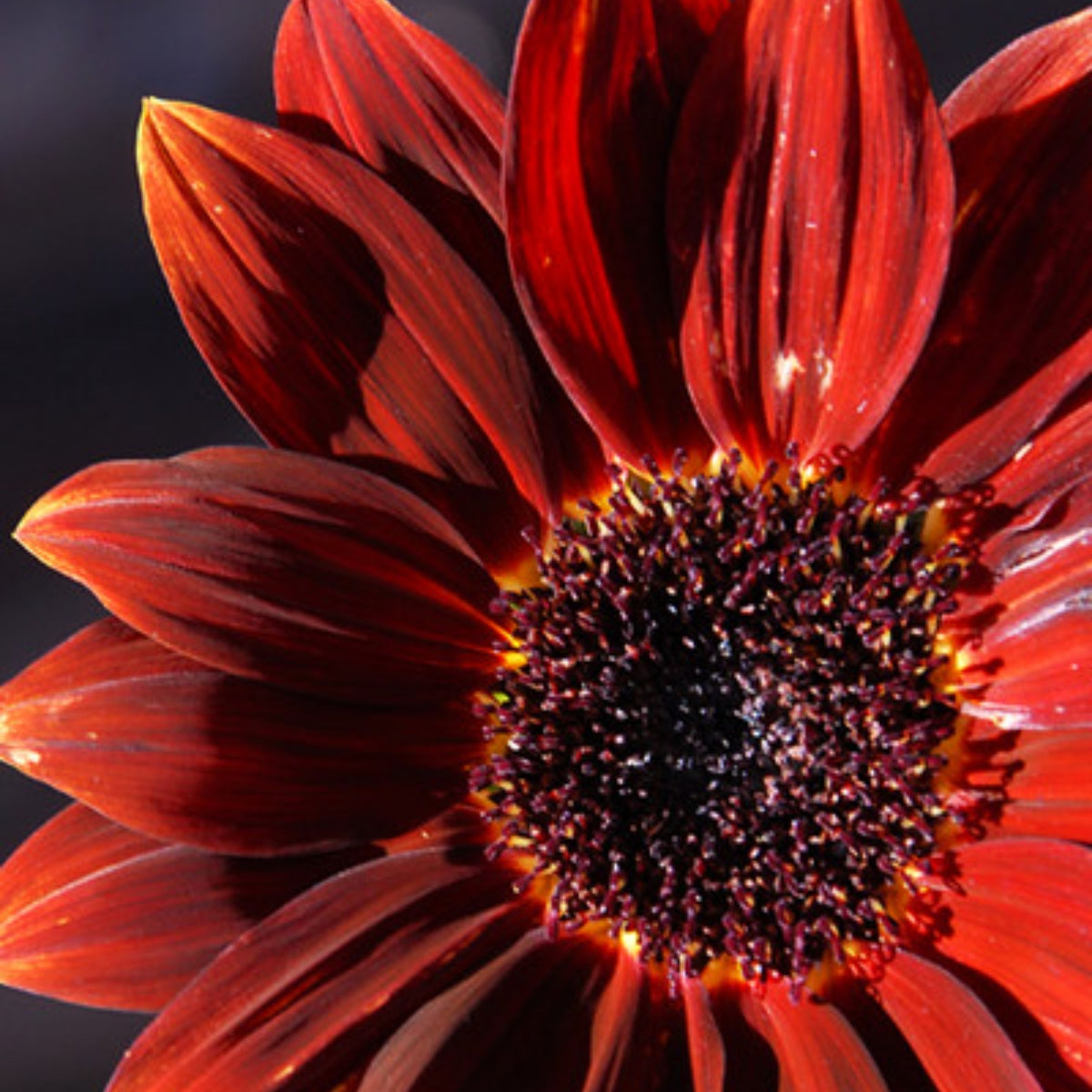 Procut Red Sunflower Seeds - Attracts Bees & Butterflies, 25+ seeds