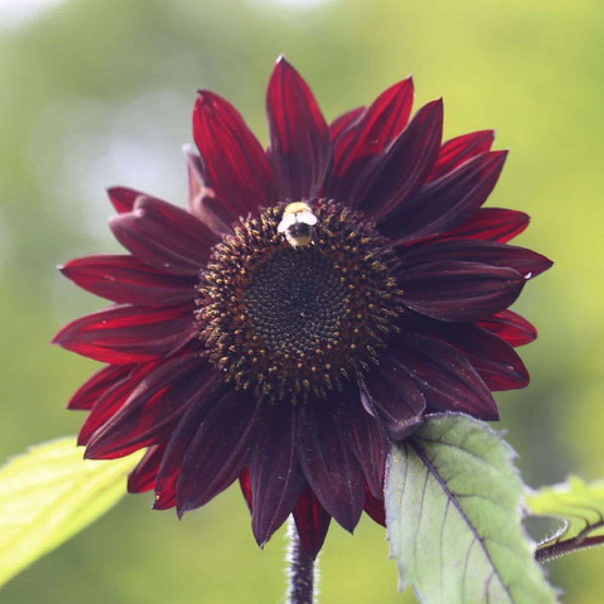 Procut Red Sunflower Seeds - Attracts Bees & Butterflies, 25+ seeds