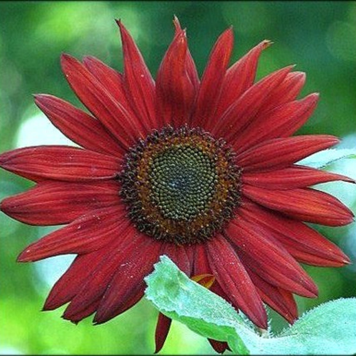 Procut Red Sunflower Seeds - Attracts Bees & Butterflies, 25+ seeds