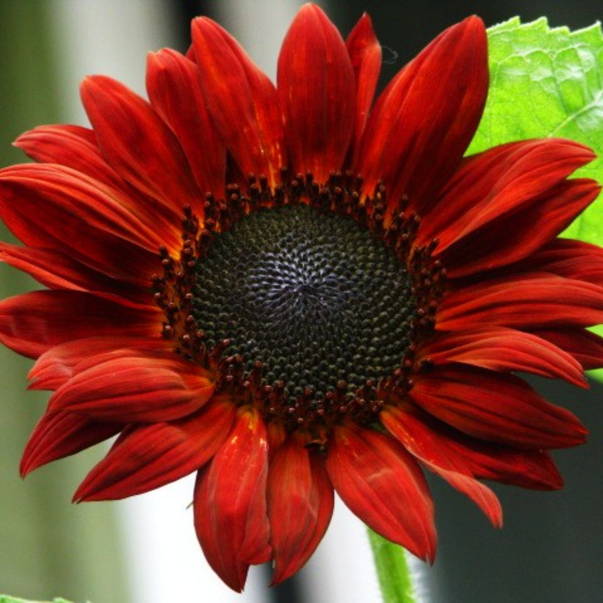 Procut Red Sunflower Seeds - Attracts Bees & Butterflies, 25+ seeds