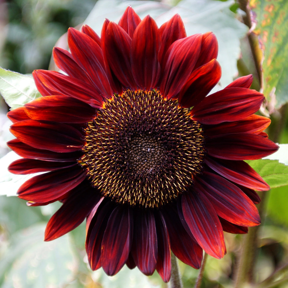 Procut Red Sunflower Seeds - Attracts Bees & Butterflies, 25+ seeds