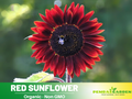 25+ Seeds| ProCut Red Sunflower Seeds - Helianthus Tall Giant and Dwarf Varieties for Garden Pollinator Friendly Easy to Grow, Fast growing, Attracts bees & butterflies #E013