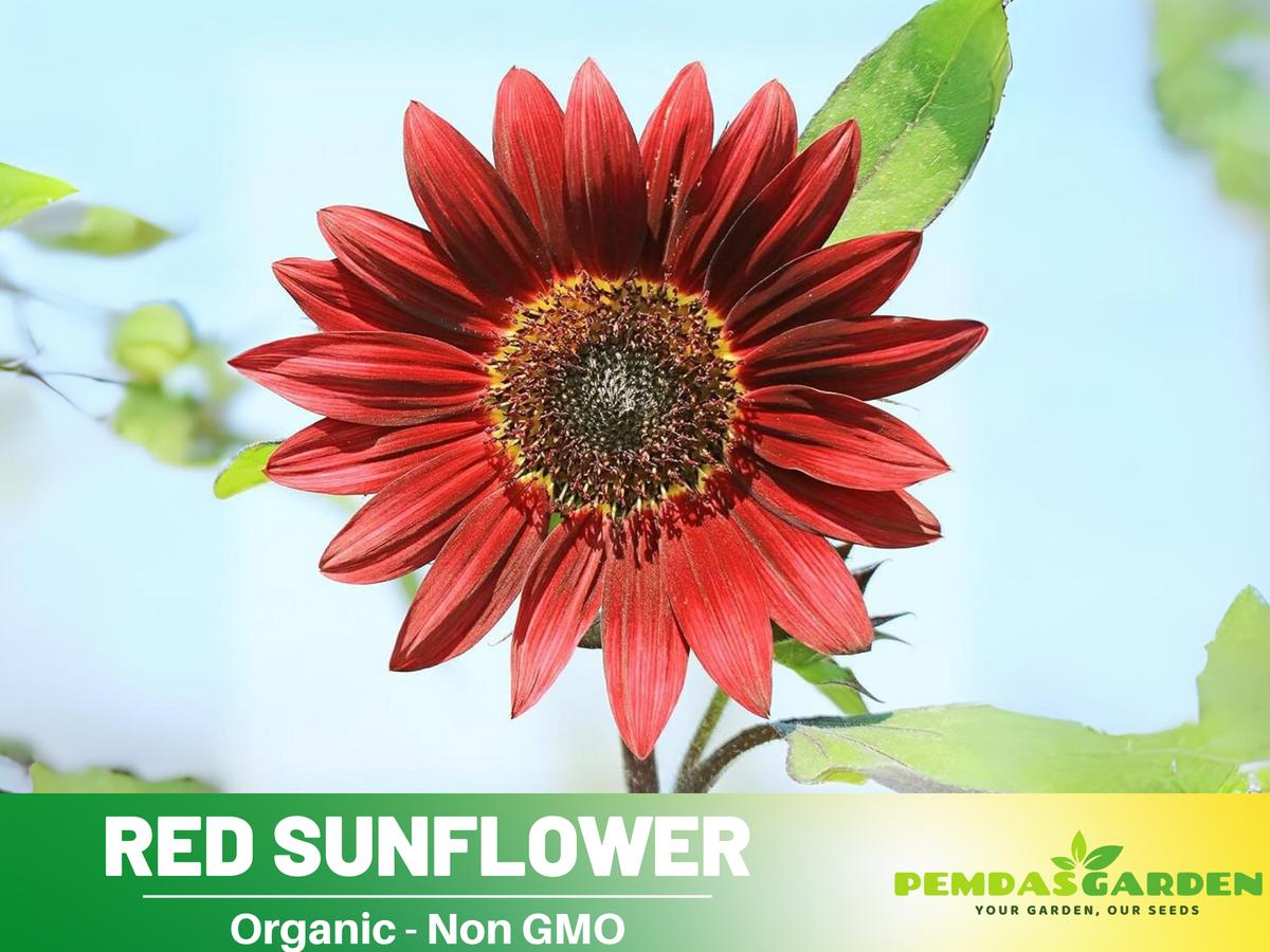 25+ Seeds| ProCut Red Sunflower Seed #E013