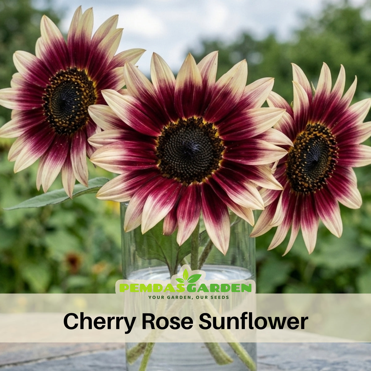 Cherry Rose Sunflower Seeds - Attracts Bees & Butterflies, 25+ seeds