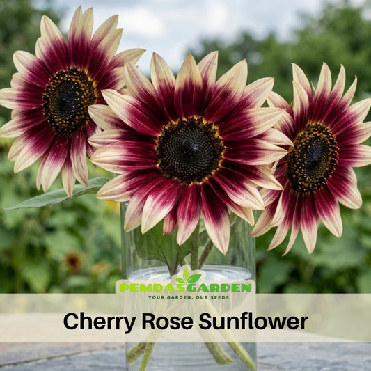 Cherry Rose Sunflower Seeds - Attracts Bees & Butterflies, 25+ seeds