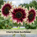25+ Seeds-Cherry Rose Sunflower Seeds - Helianthus Tall Giant and Dwarf Varieties for Garden Pollinator Friendly Easy to Grow, Fast growing, Attracts bees & butterflies #E014