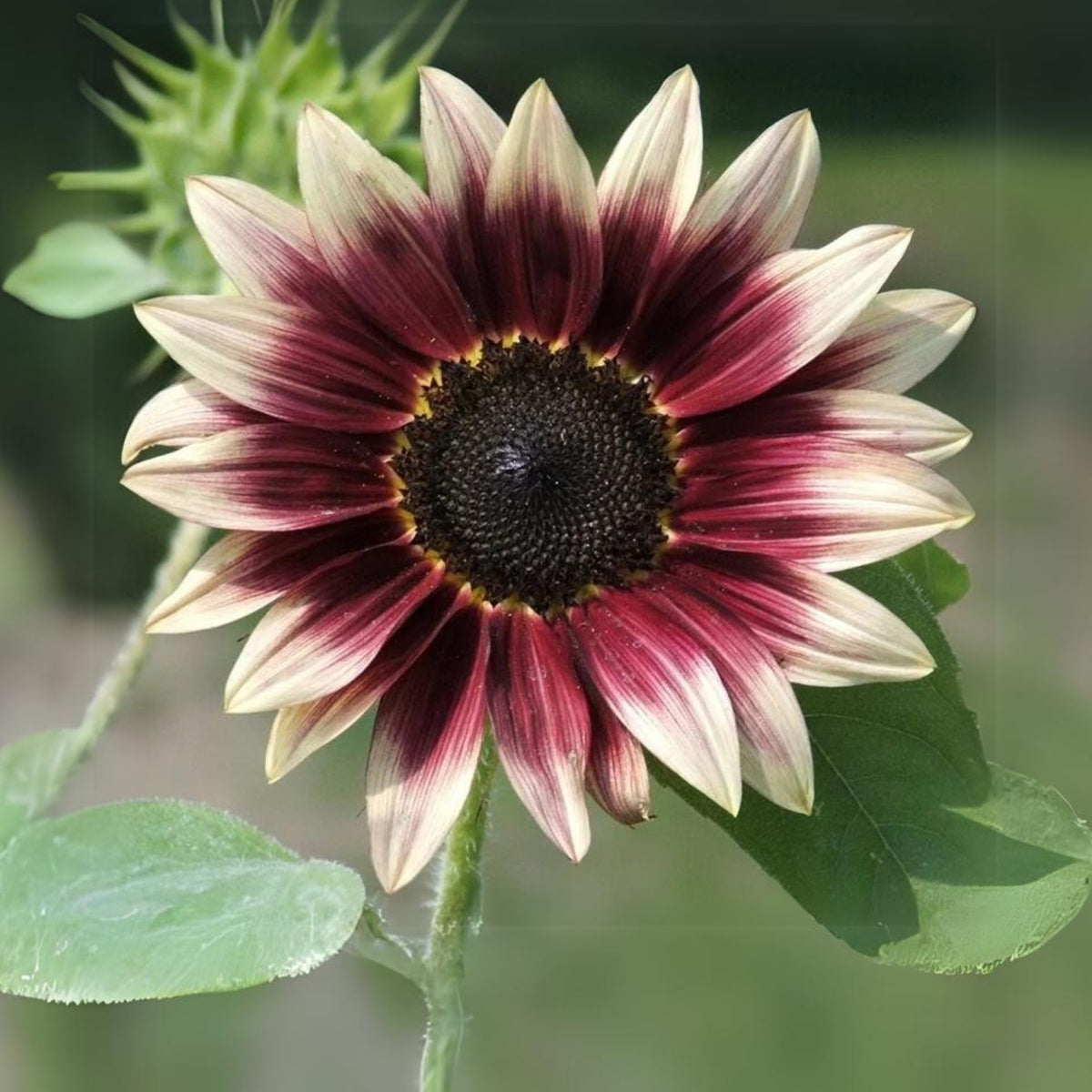 Cherry Rose Sunflower Seeds - Attracts Bees & Butterflies, 25+ seeds