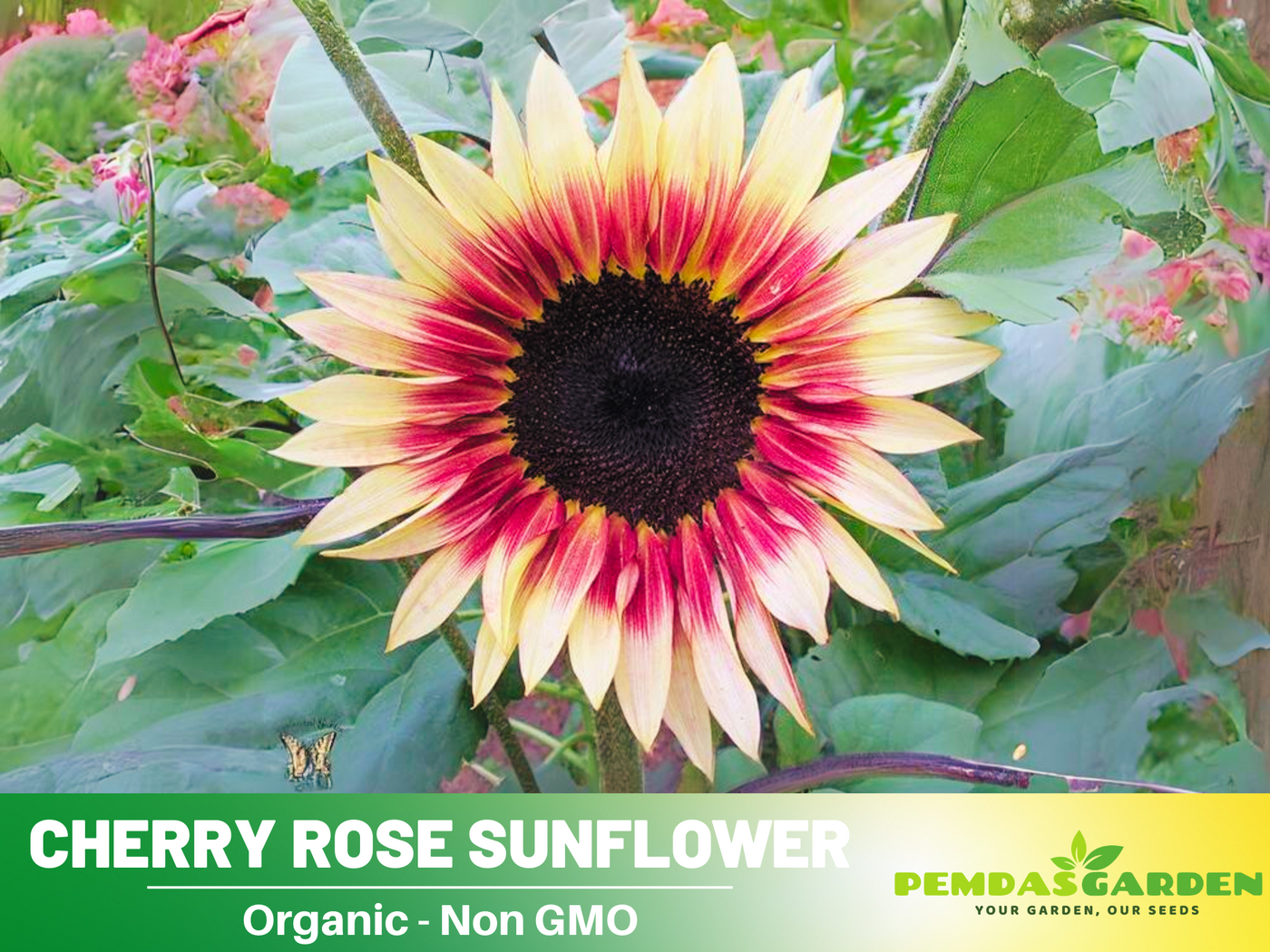 rose sunflower seeds 25+ Seeds-Cherry Rose Sunflower Seeds