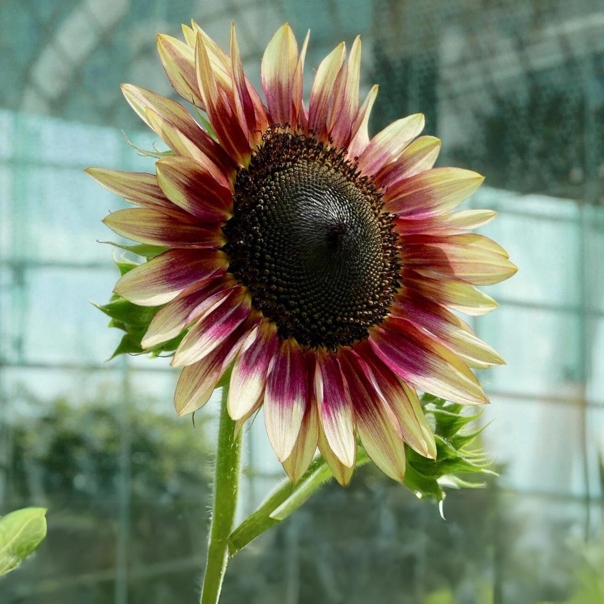 Cherry Rose Sunflower Seeds - Attracts Bees & Butterflies, 25+ seeds