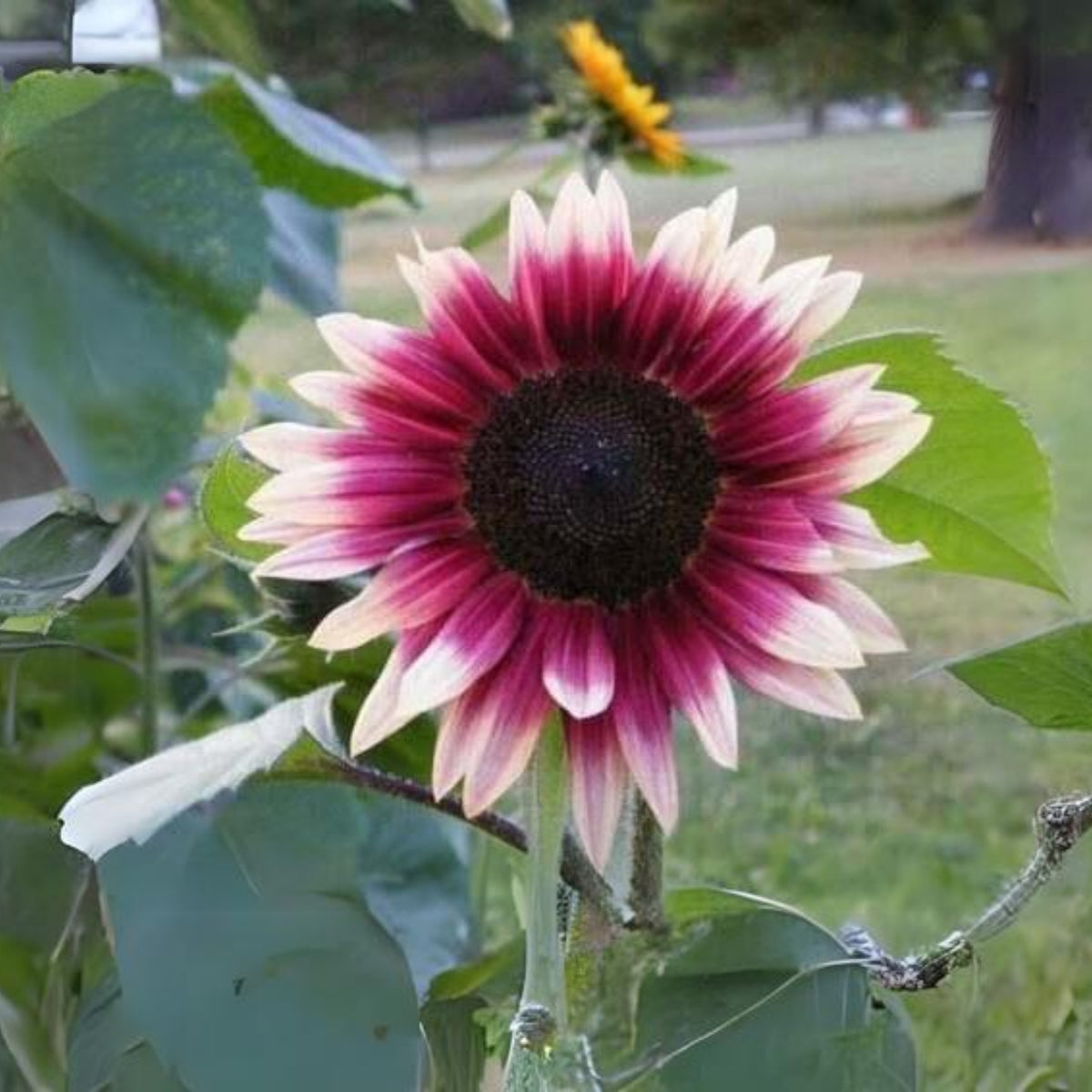 Cherry Rose Sunflower Seeds - Attracts Bees & Butterflies, 25+ seeds