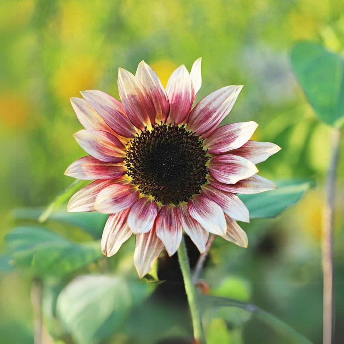 Cherry Rose Sunflower Seeds - Attracts Bees & Butterflies, 25+ seeds