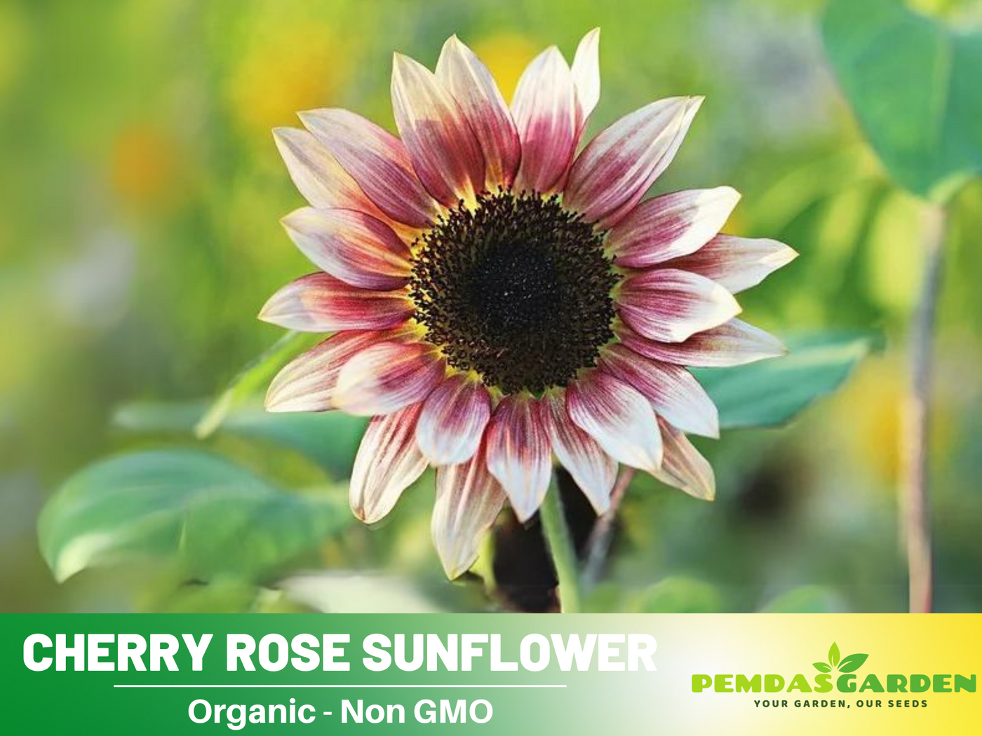 rose sunflower seeds 25+ Seeds-Cherry Rose Sunflower Seeds