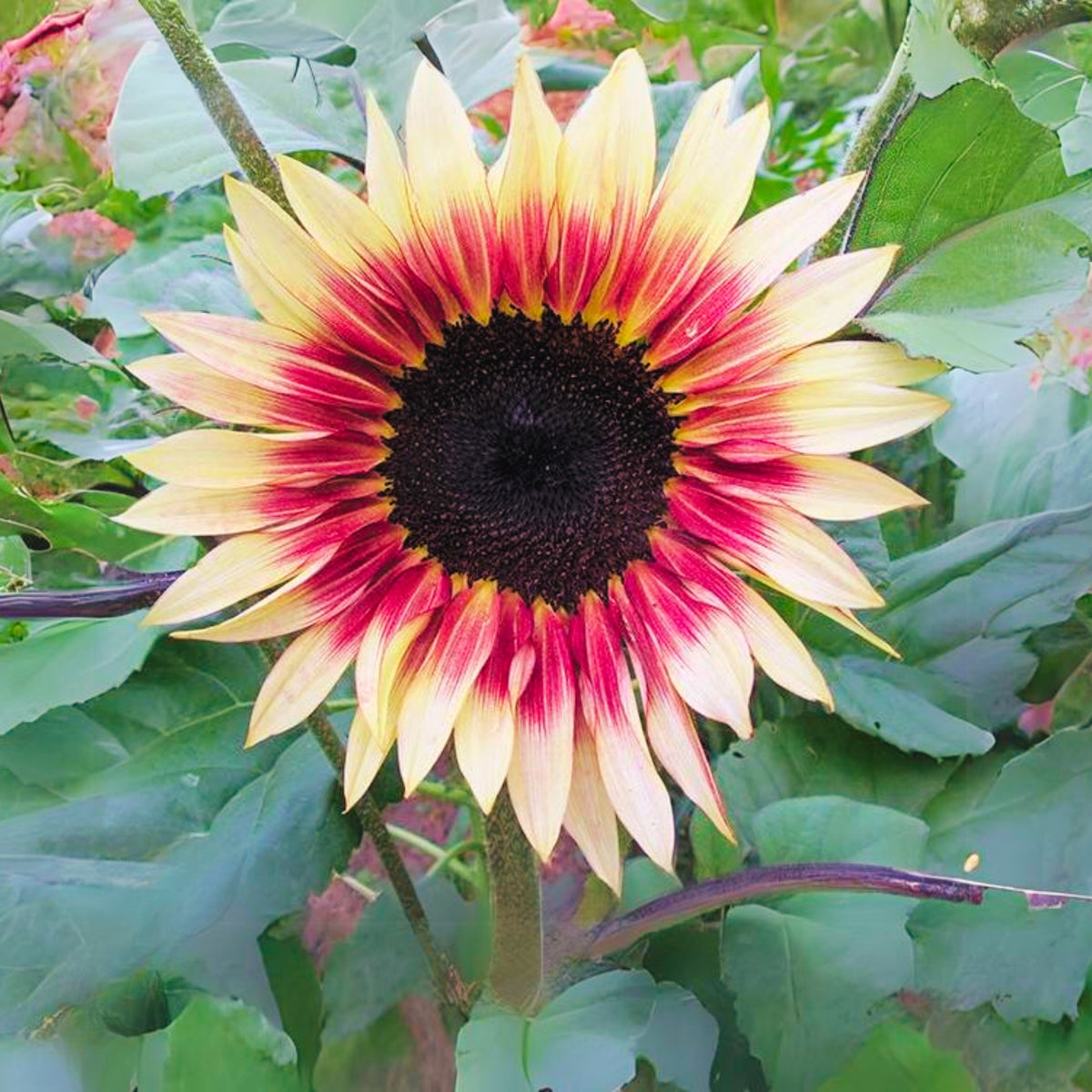 Cherry Rose Sunflower Seeds - Attracts Bees & Butterflies, 25+ seeds