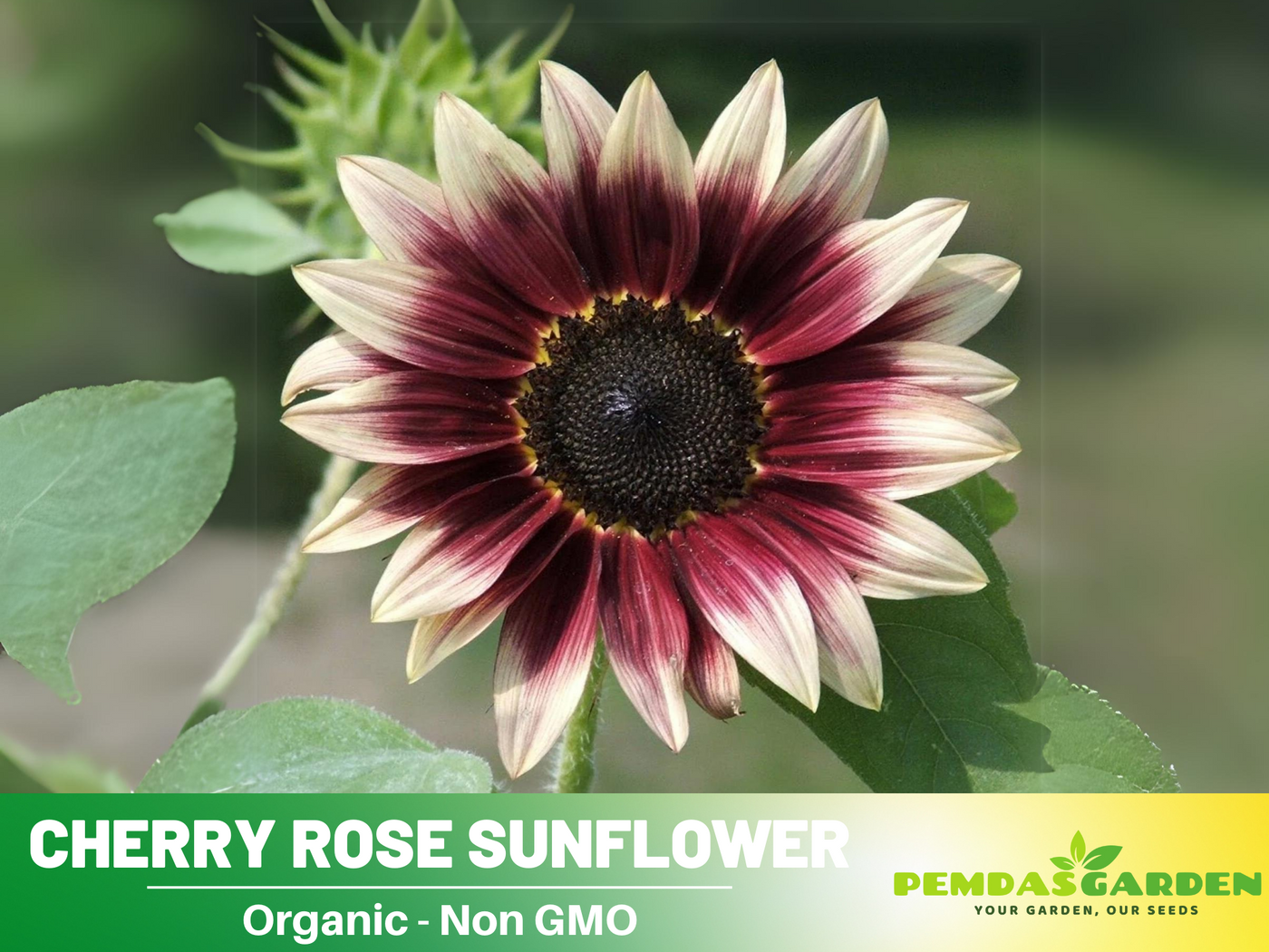rose sunflower seeds 25+ Seeds-Cherry Rose Sunflower Seeds