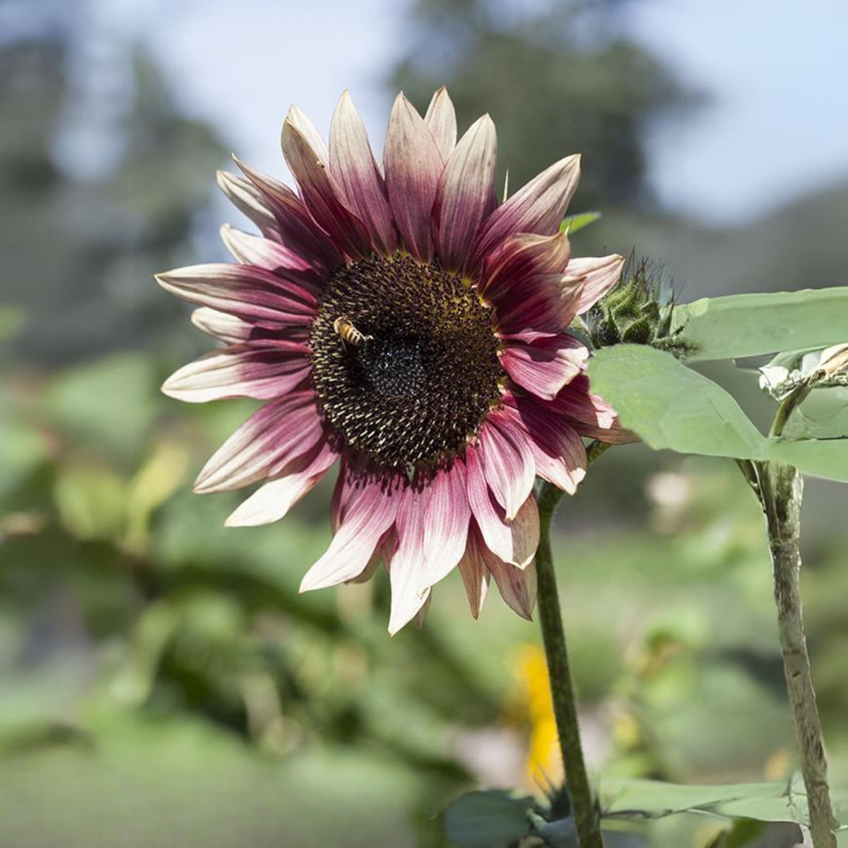 Cherry Rose Sunflower Seeds - Attracts Bees & Butterflies, 25+ seeds