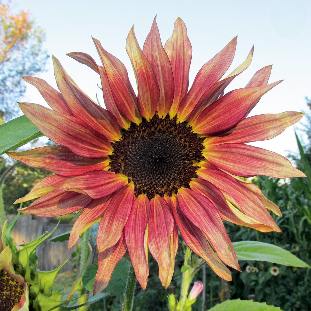 Cherry Rose Sunflower Seeds - Attracts Bees & Butterflies, 25+ seeds