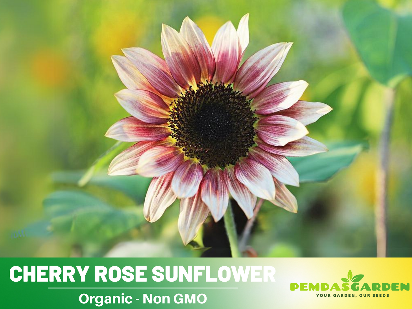 rose pink sunflower seeds 25+ Seeds-Cherry Rose Sunflower Seeds